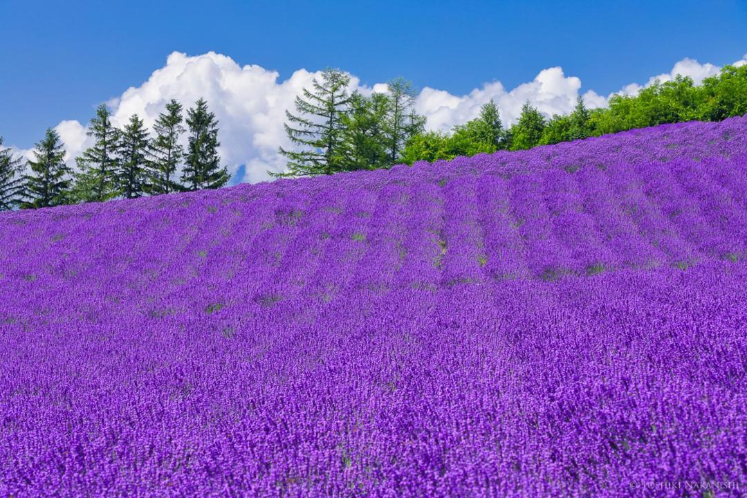 Nozo Hotel Furano Bagian luar foto